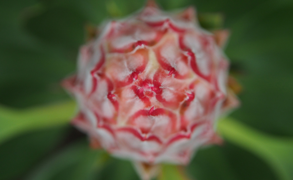 budding